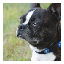 Cute Boston Terrier Custom Announcement