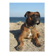 Cute Boxer Dog Invitation