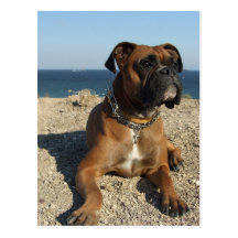 Cute Boxer Dog Postcard