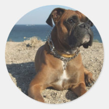 Cute Boxer Dog Sticker