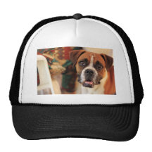 Cute Boxer Hat