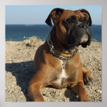 Cute Boxer Puppy Dog Print