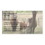 Cute Brown Alpacas In The Zoo Business Cards
