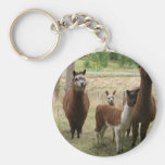 Cute Brown Alpacas In The Zoo Keychains