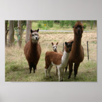 Cute Brown Alpacas In The Zoo Poster
