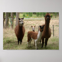 Cute Brown Alpacas In The Zoo Poster