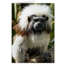 Cute brown and white monkey note card
