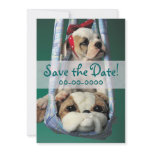 Cute Bulldog Puppy Announcements invitations