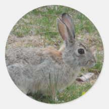Cute Bunny Round Sticker