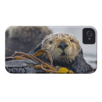 Cute California Sea Otter  Enhydra lutris Iphone 4 Cases