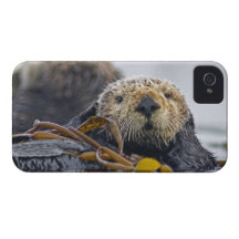 Cute California Sea Otter  Enhydra lutris iPhone 4 Cases