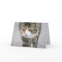 Cute Cat Greeting Card