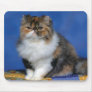 Cute Cat Kitten M003 Mousepads