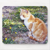 Cute Cat Sitting On The Path On The Garden Mousepads