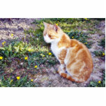 Cute Cat Sitting On The Path On The Garden Photo Cut Outs