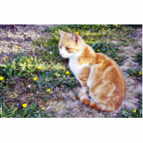 Cute Cat Sitting On The Path On The Garden Photo Cut Outs