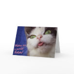 Cute Cat (with customisable text) cards