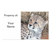 Cute Cheetah Cub Photo Name Label /