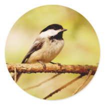 Cute Chickadee in a Pine Tree
