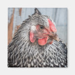 Cute Chicken Photo Black and White Feathers Magnet