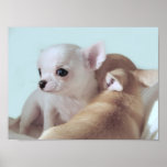 Cute chihuahua puppies posters and prints