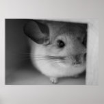 Cute Chinchilla Poster