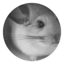 Cute Chinchilla Sticker