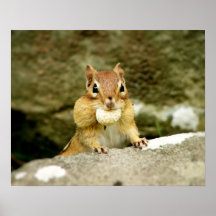 Cute Chipmunk with Large Treat Posters
