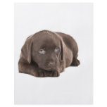 Cute Chocolate Labrador Puppy flyers