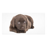 Cute Chocolate Labrador Puppy photo cards