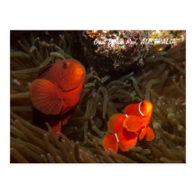 Cute Clownfish Postcard