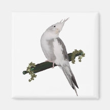 Cute Cockatiel on Ivy Perch Refrigerator Magnets