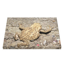 Cute Crawling Toad Canvas Print
