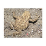 Cute Crawling Toad Postcard