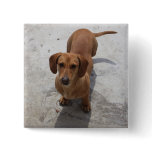 Cute Dachshund Collection buttons