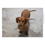 Cute Dachshund Collection cards