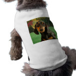 Cute Dachshund (Miniature Brown Short Haired) pet clothing