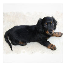 Cute Daschund  Invitations