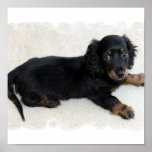 Cute Daschund Poster posters