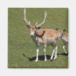 Cute Deer With His Mama In The Green Meadow Refrigerator Magnet