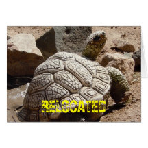 Cute Desert Tortoise - Change of Address Greeting Card