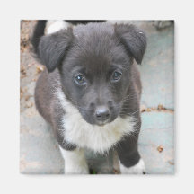 Cute dog magnet