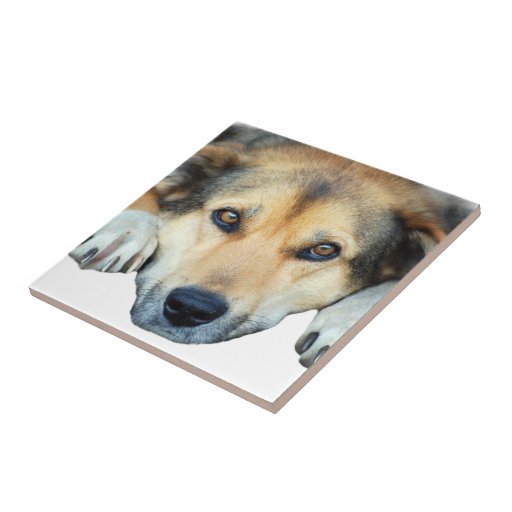 Cute dog on any colour background ceramic tiles