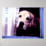 Cute dog photography poster posters