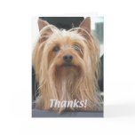 Cute Doggie Thank You Card