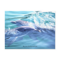 Cute Dolphins Photo Postcard
