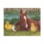 Cute duck chick & foal postcard