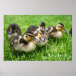 Cute Ducklings Poster posters
