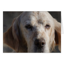 Cute English Setter Greeting Card