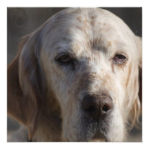 Cute English Setter Invitations